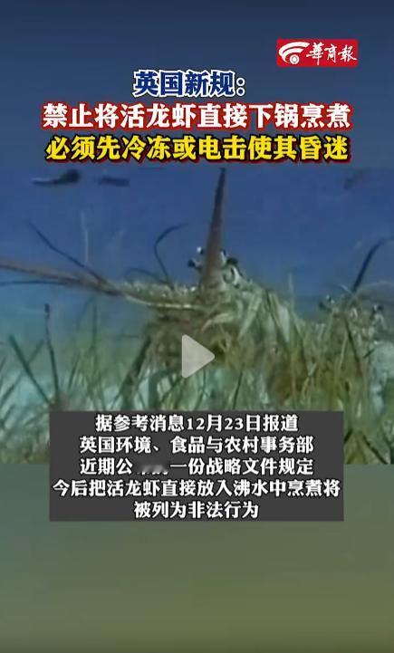 龙虾：这辈子没想到能在英国享受到“无痛赴死”的待遇。英国禁止将活龙虾直接投入沸水