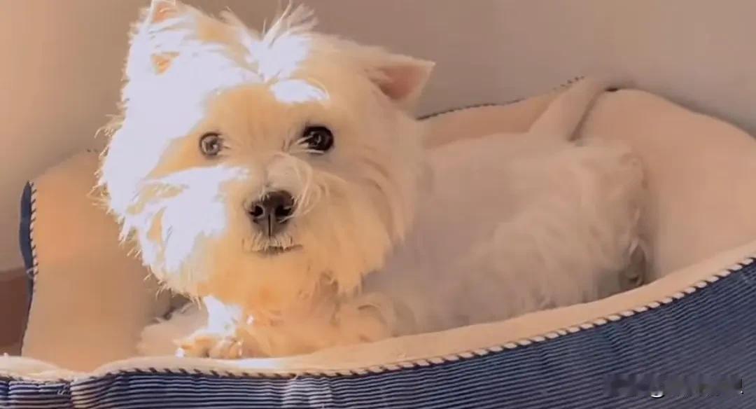 65岁男子毒杀9条狗被判4年

12月11日上午，北京首例宠物中毒刑事公诉案在北