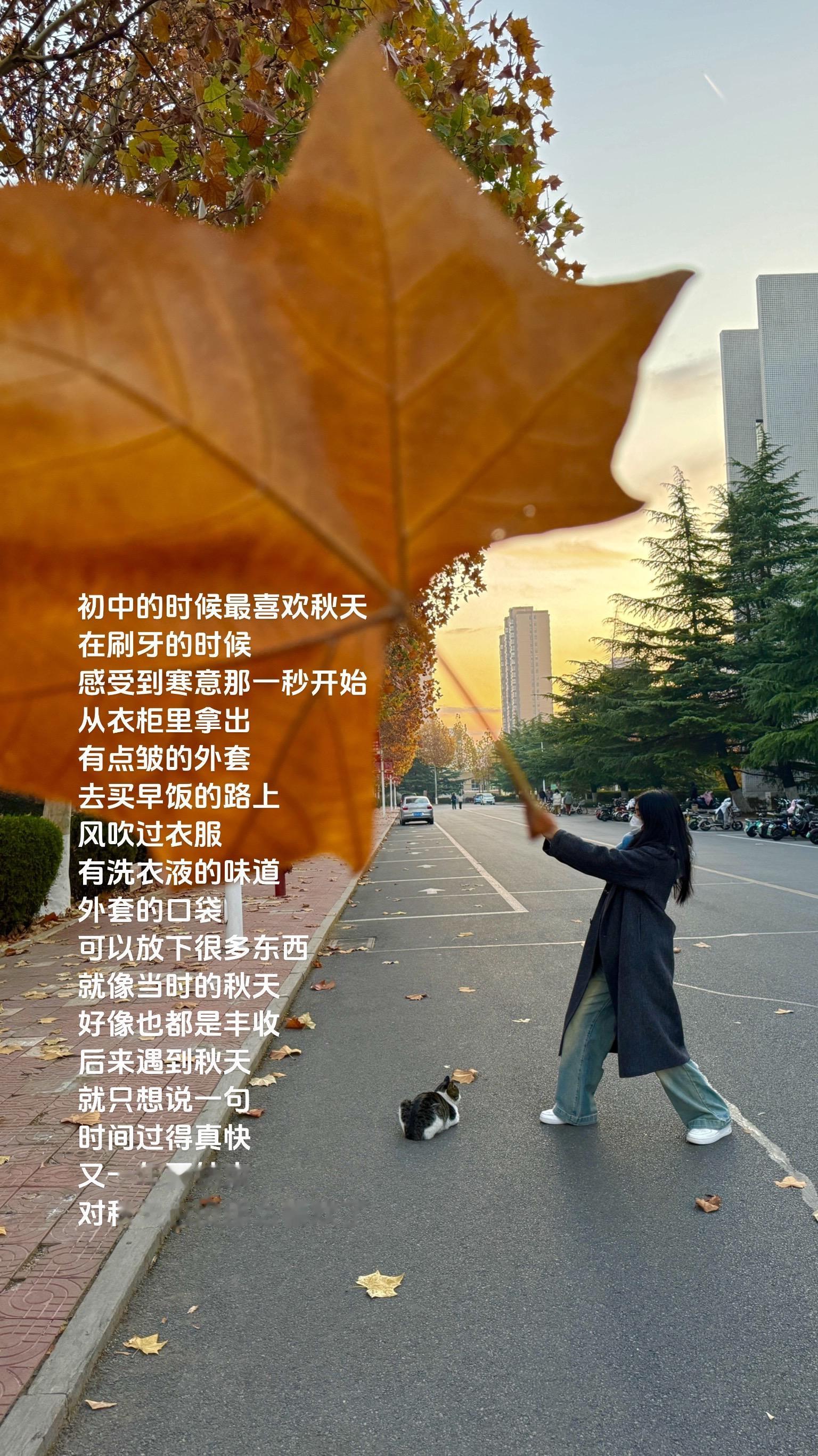 “惆怅的枫叶 拍过我的肩”枫叶🍁