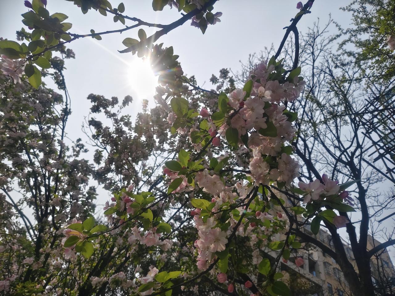 晒图笔记大赛 阳光洒满花海，春意盎然，美不胜收！🌸🌞