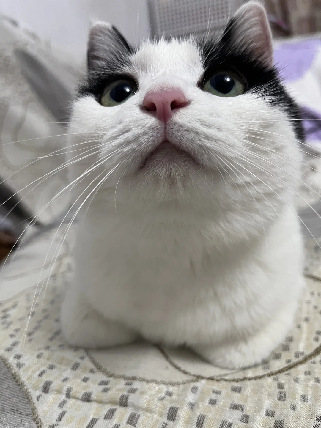 认识一下，我是猫