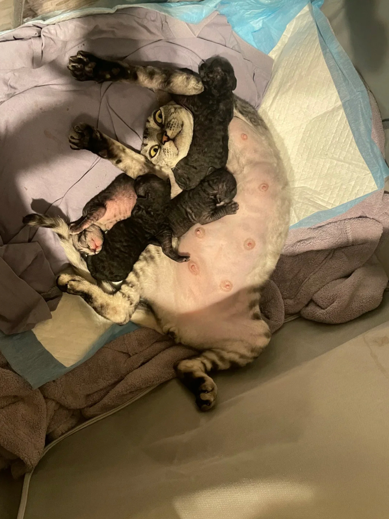 猫咪喂奶🍼这姿势[嘻嘻]网友：当妈哪有不疯的？能活着就很优秀了。 