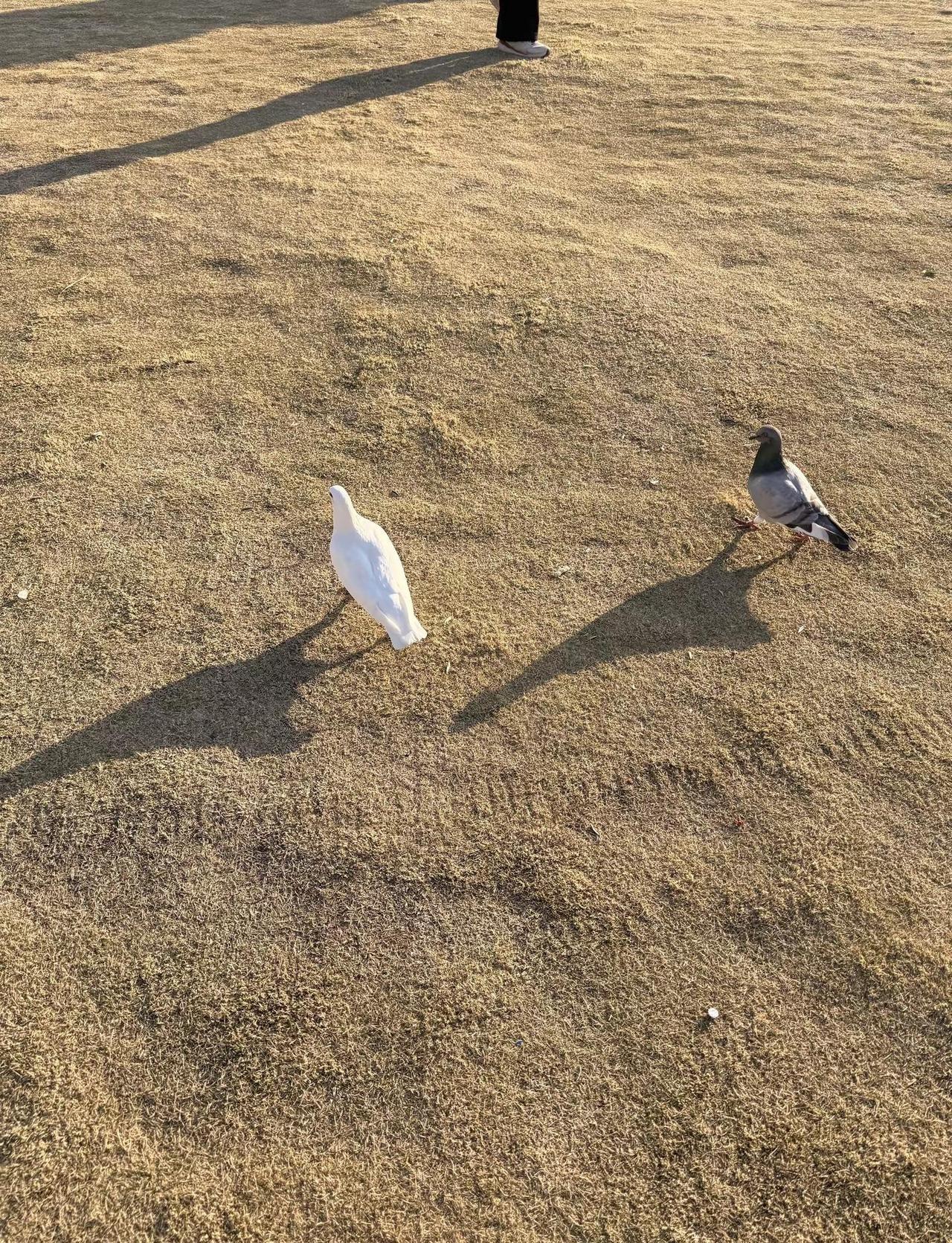 我想把自己养的软软糯糯的，开开心心的，穿的漂漂亮亮... 与世无争的样子