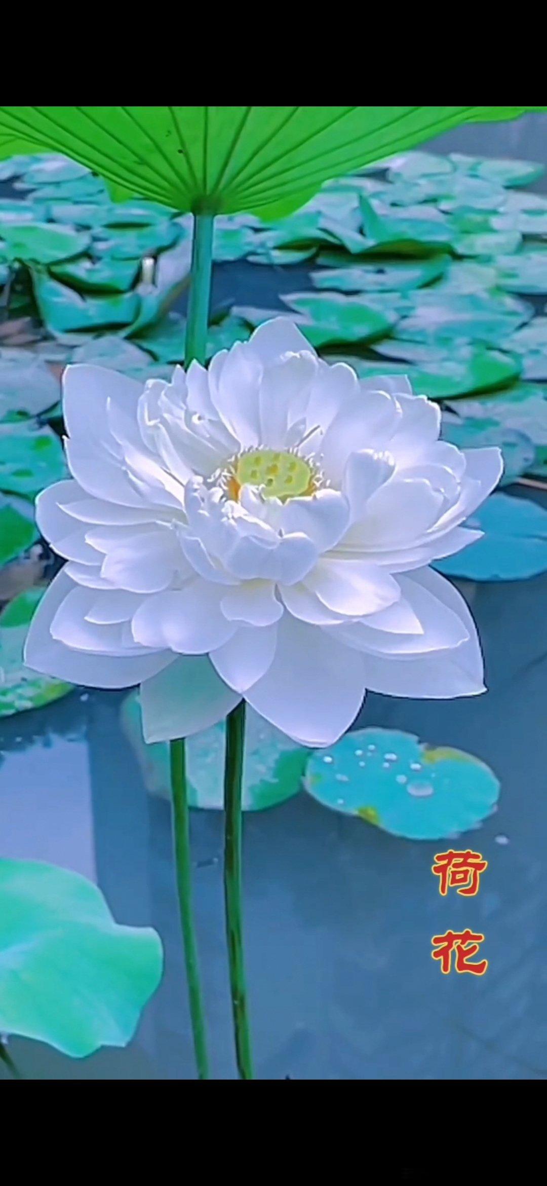 #情感#                     《无题》幽荷冉冉新篁密，兰麝细