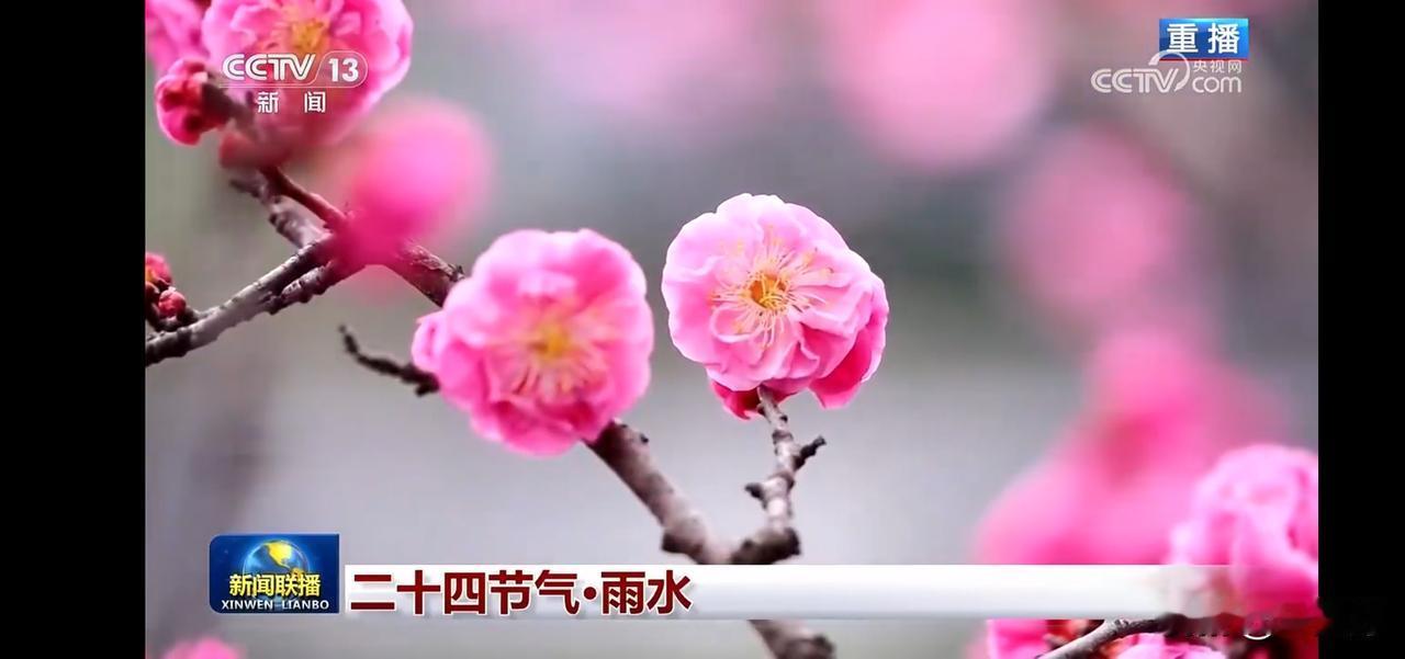 雨水美景，桃花盛开