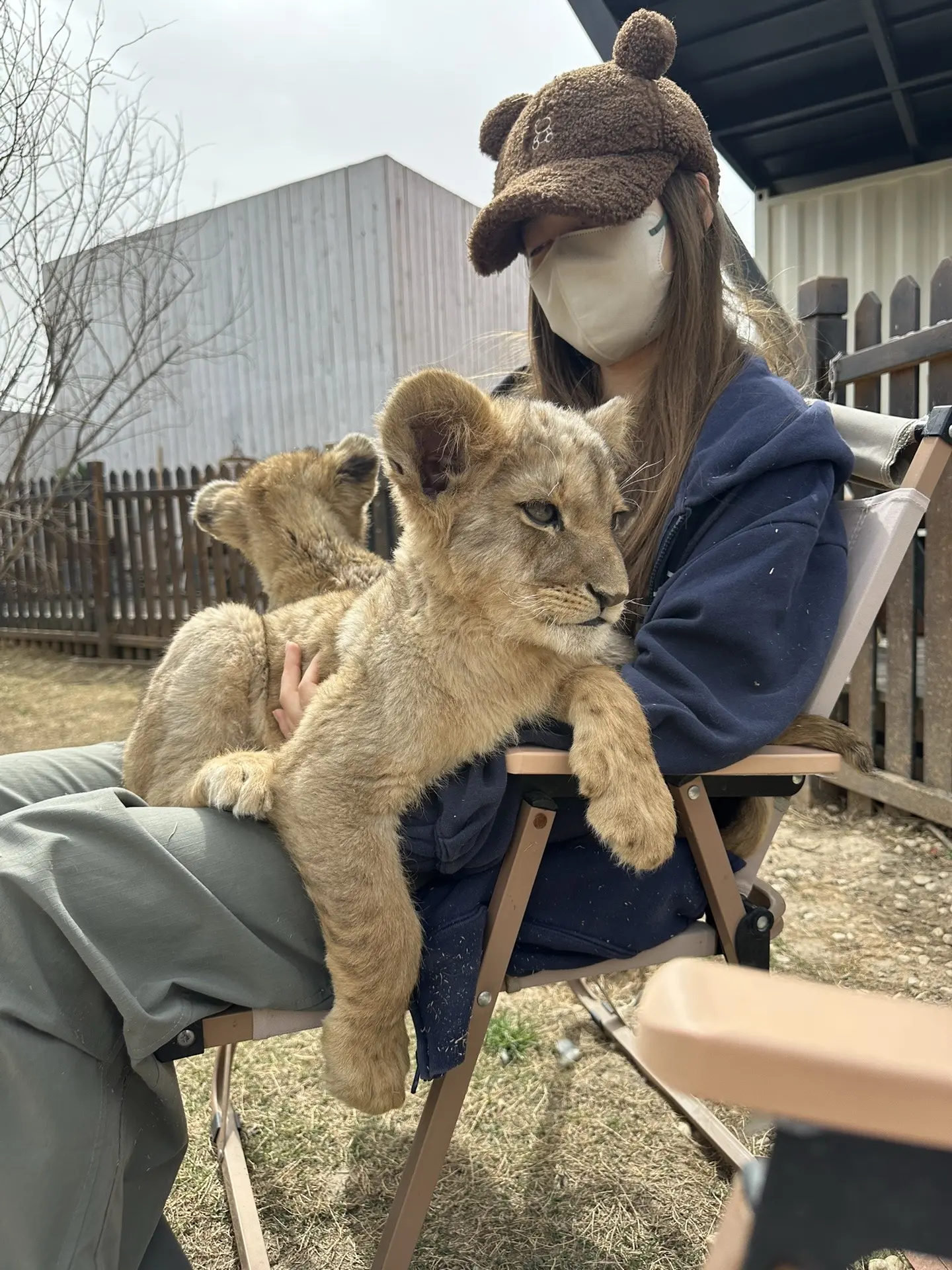 小熊🐻美女与野兽🦁。爱在小熊姐姐身上睡觉的小狮子🦁
