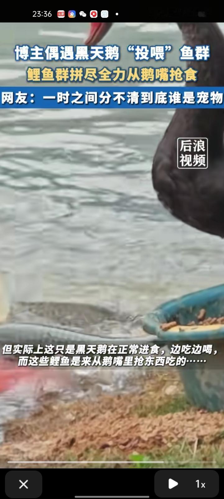 9月27日，广东肇庆。网友拍下黑天鹅“投喂”鱼群的画面，场面温馨，但实际上这只黑