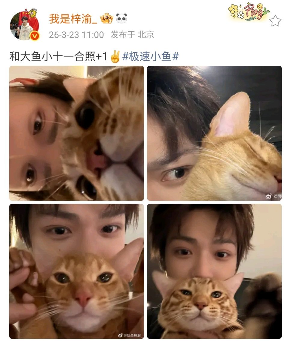 梓渝和大鱼小十一合照加1梓渝和大鱼小十一合照+1，图中有三只萌物猫猫多发爱看梓渝