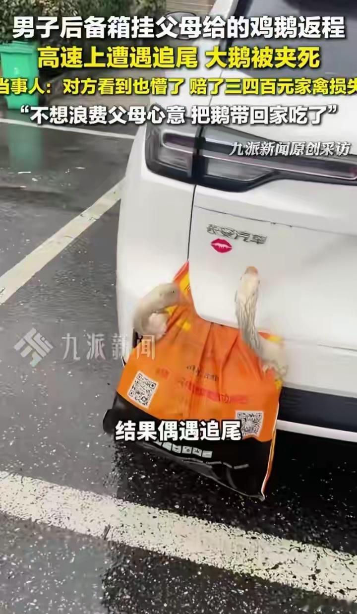交警回应鸡鹅挂后备箱追尾被夹死村里的大鹅这辈子想过自己会被红烧、清蒸、爆炒、煨汤