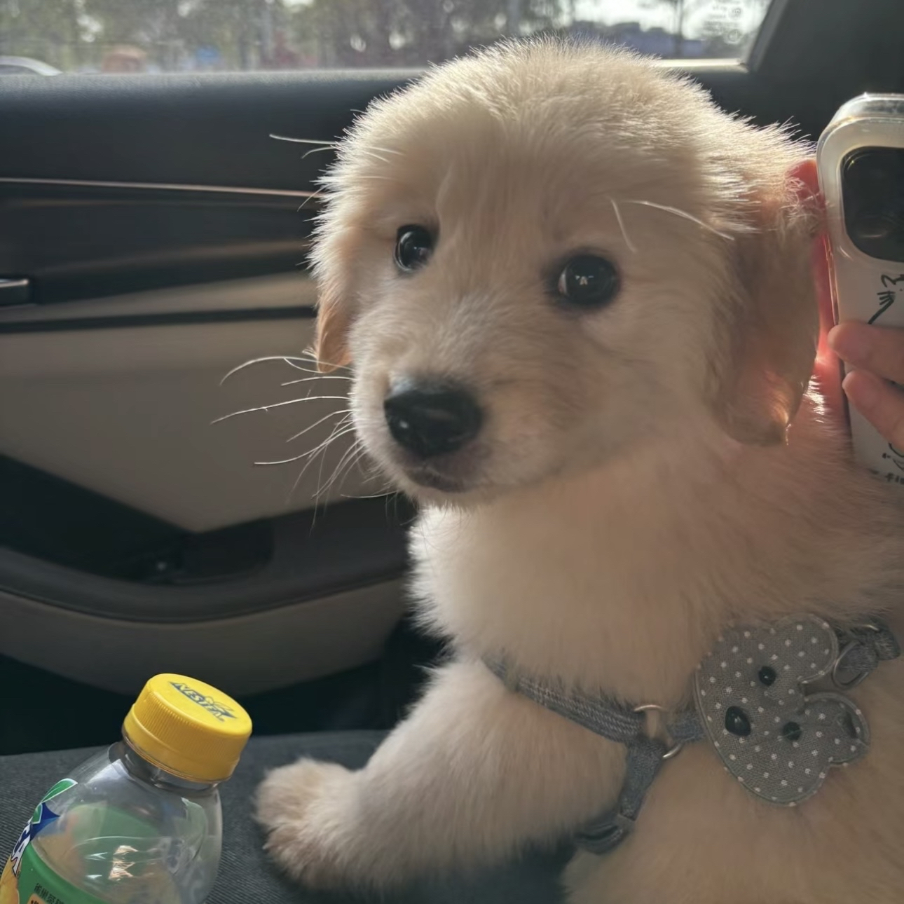 20240605日运指南庚子日  今日芒种湿气会越来越明显奥，芒种节气之后，温度