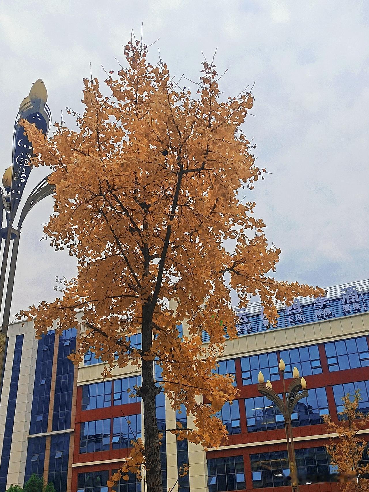 分享手机里一张好看的照片