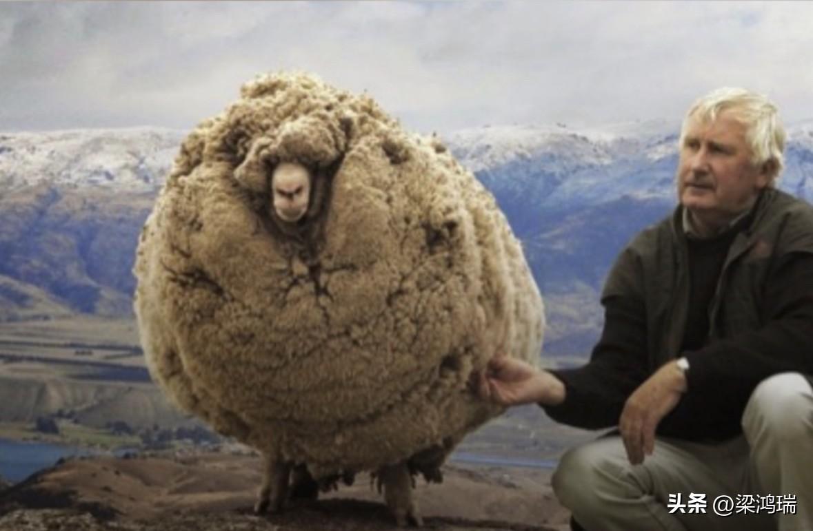 这张图片展示的是新西兰著名的一只名叫“史瑞克”（Shrek）的 Merino 绵
