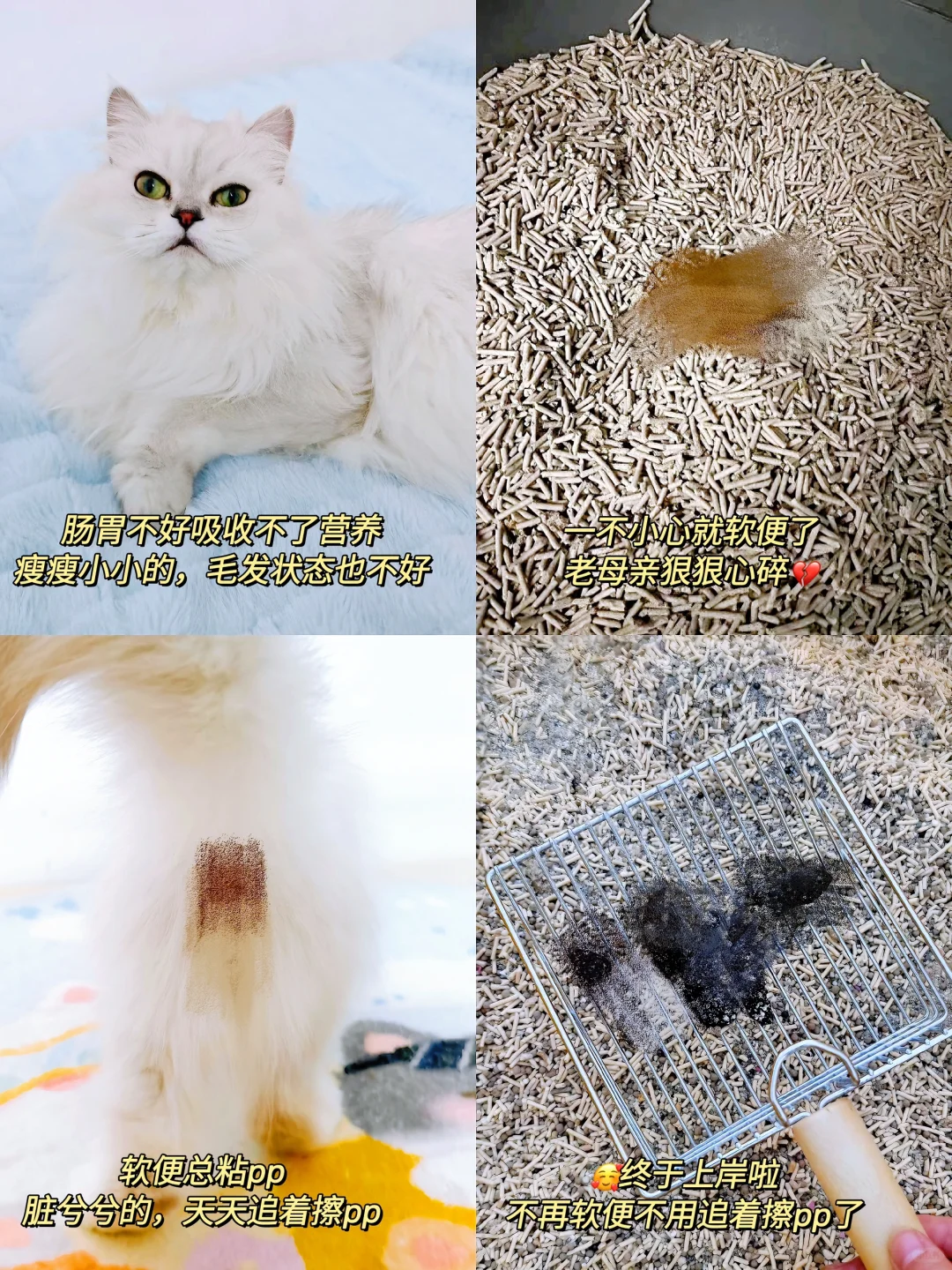 玻璃胃小奶猫怎么养才能不软便啊？！！