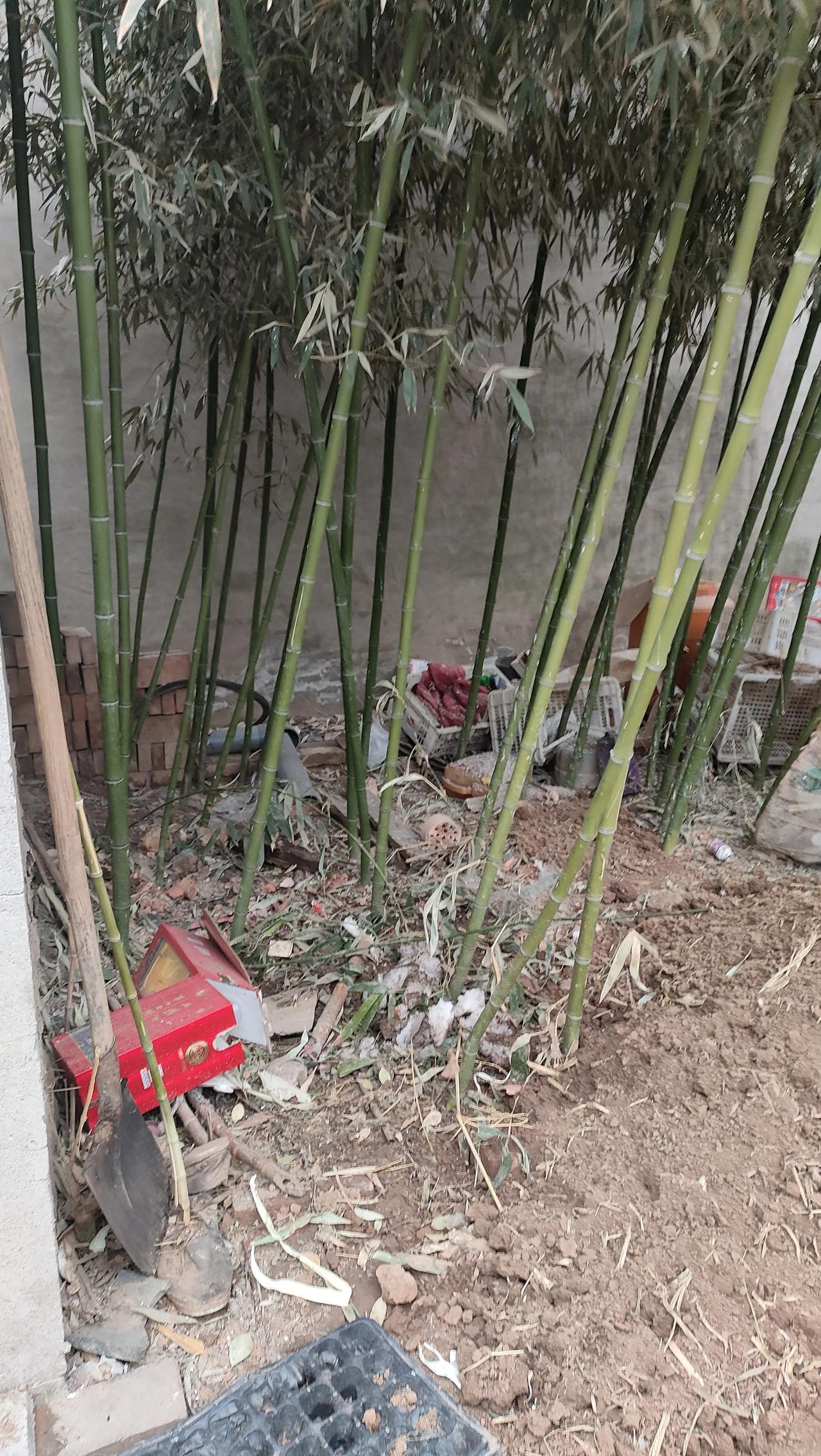 #惊蛰# 
今天是二零二四年正月二十五，二十四节气里第三个节气:惊蛰。
农谚道: