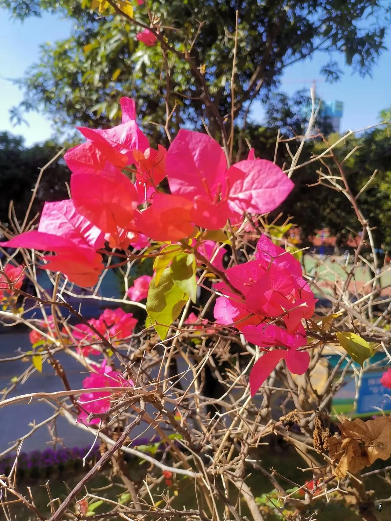 霜叶红于二月花