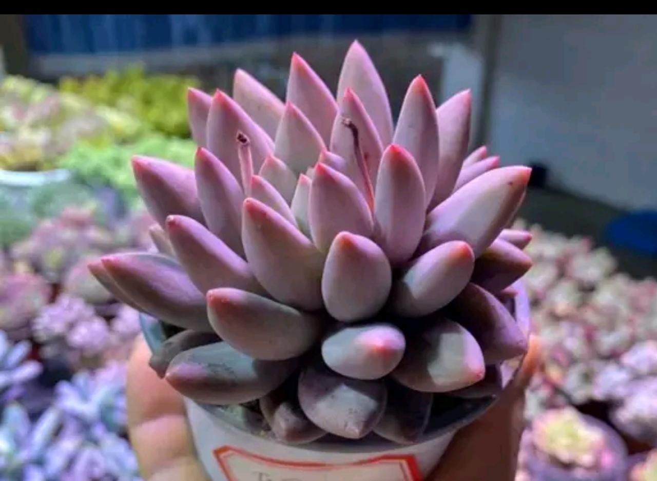 不论什么市，牛市，猫市，狗市，赚钱的永远永远是极少数，没有办法，看起来就是几条K