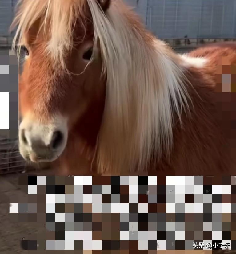 2月14日，河南郑州一男子花了12万元买了一匹进口小矮马，恰逢马年租赁需求火爆，