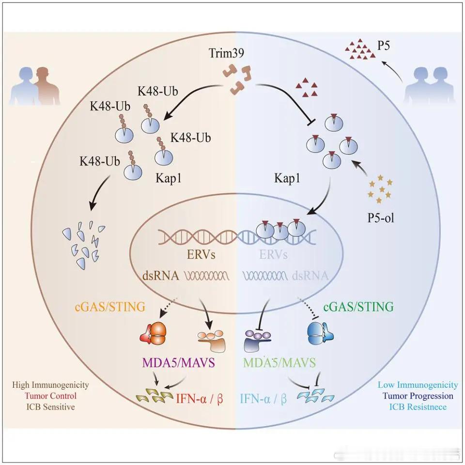 突然发现朋友圈没人晒花了情人节 你的床，也是你的免疫战场。华中科技大学同济医学院