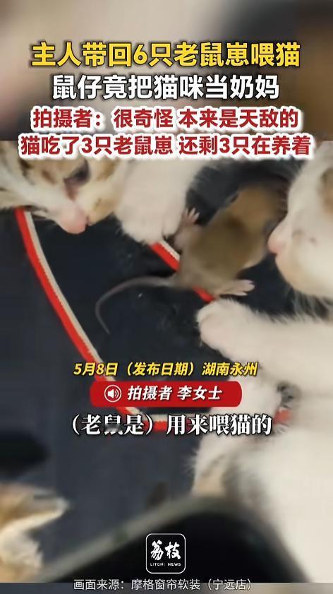 “起猛了？”5月8日报道，湖南永州，一户人家里养了只猫，刚生了宝宝，正在哺乳期呢