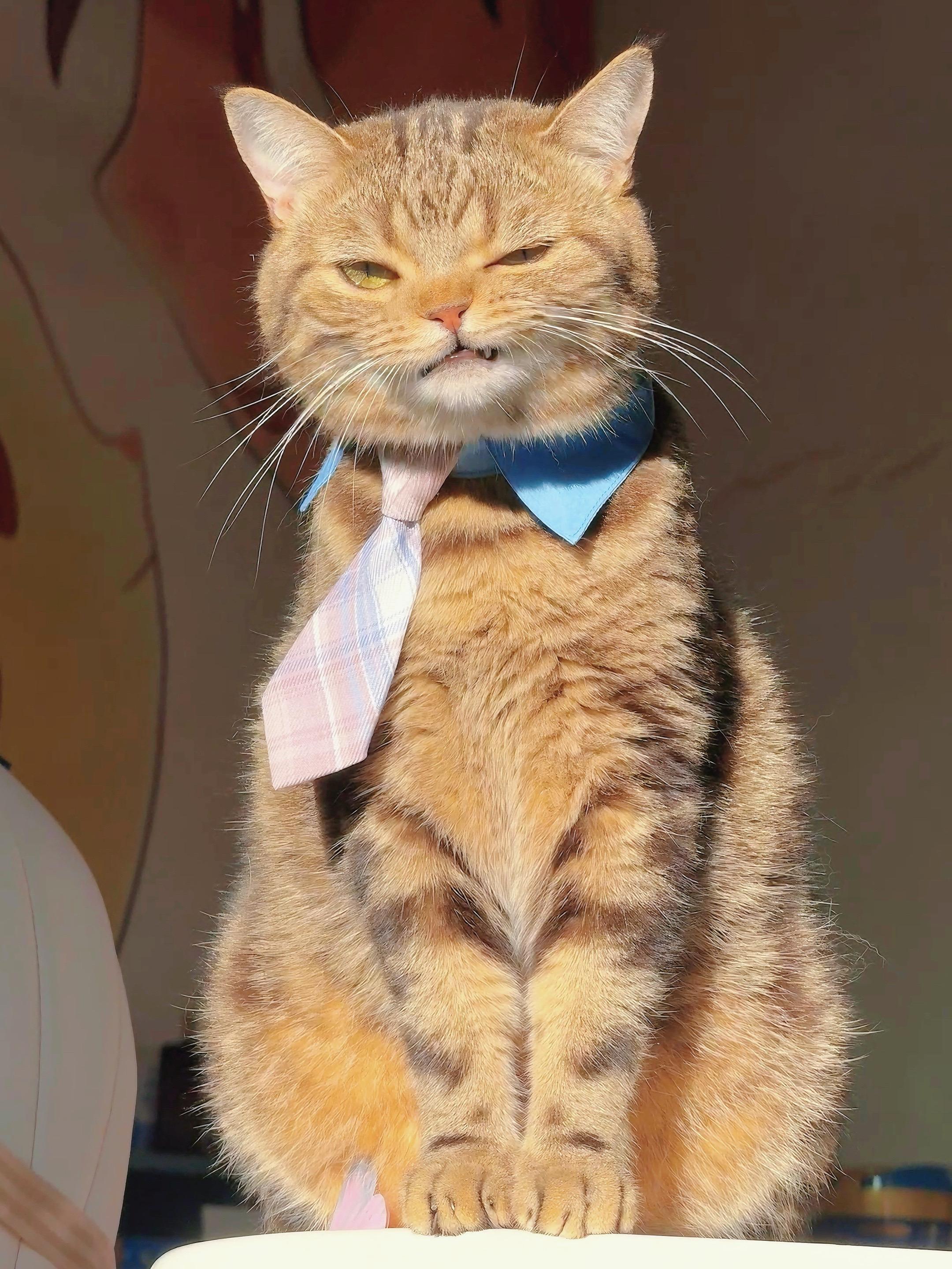 你在拽什么啊小猫咪。