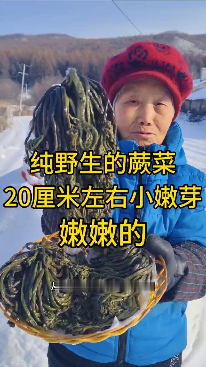 纯野生的蕨菜，20厘米左右小嫩芽。
我家是小兴安岭的主脉原始大森林，这是邻居家采