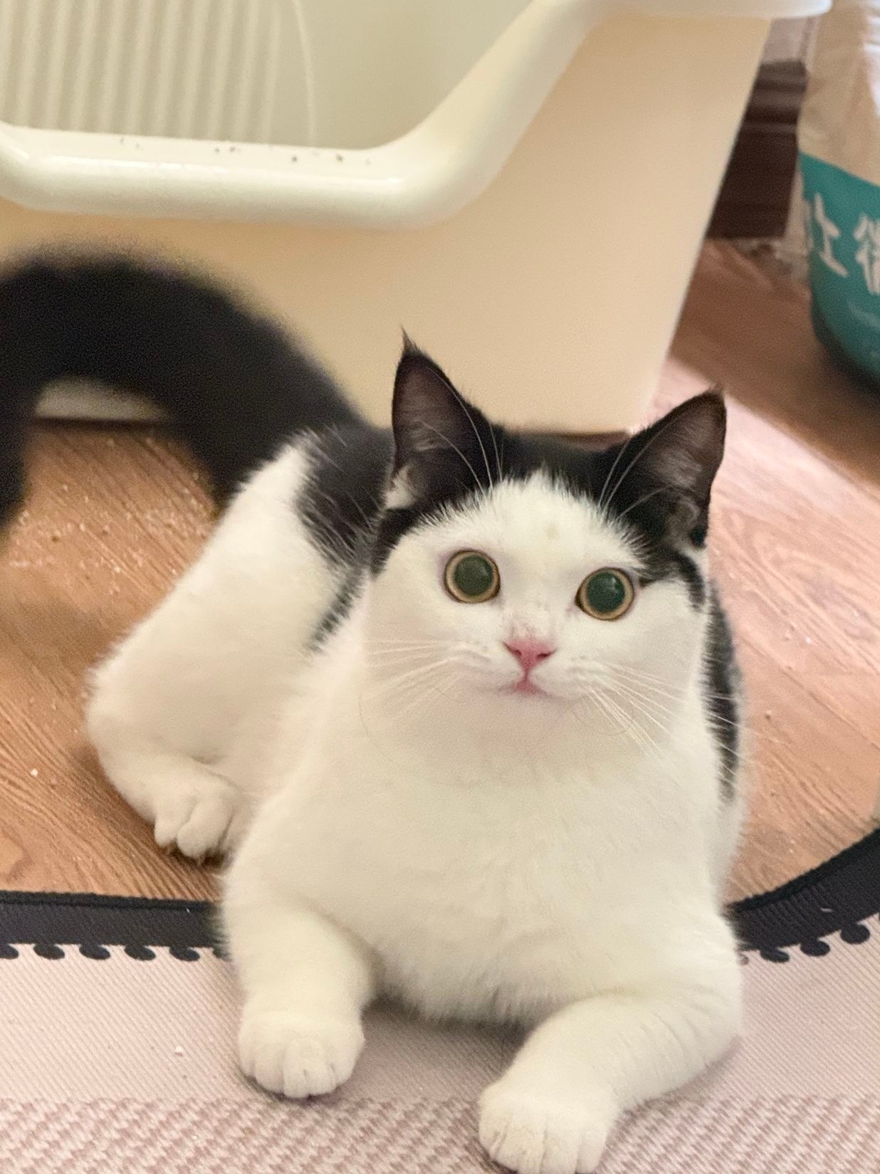 奶牛猫的微笑 