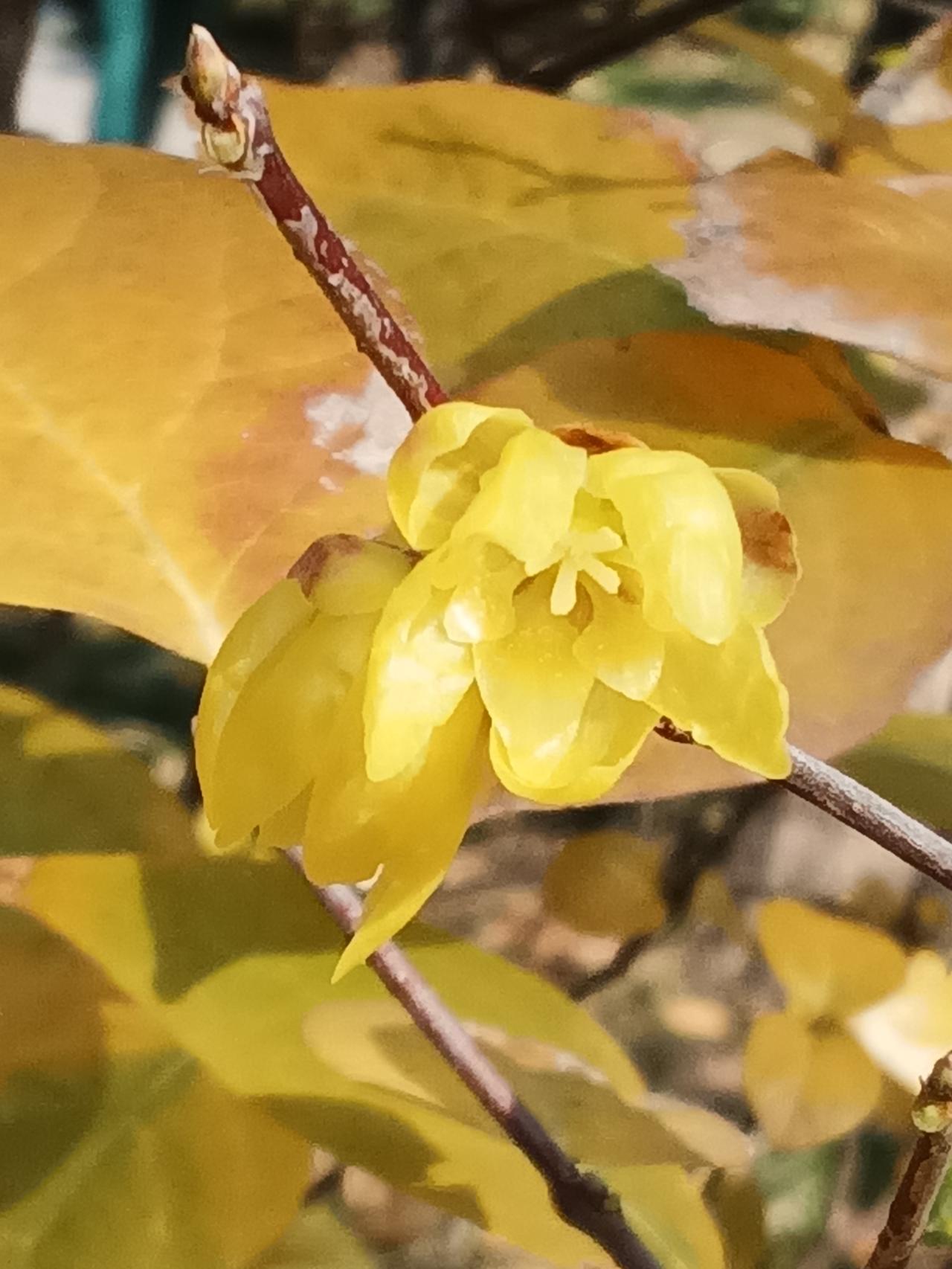 /腊梅，梅花争春鲜，