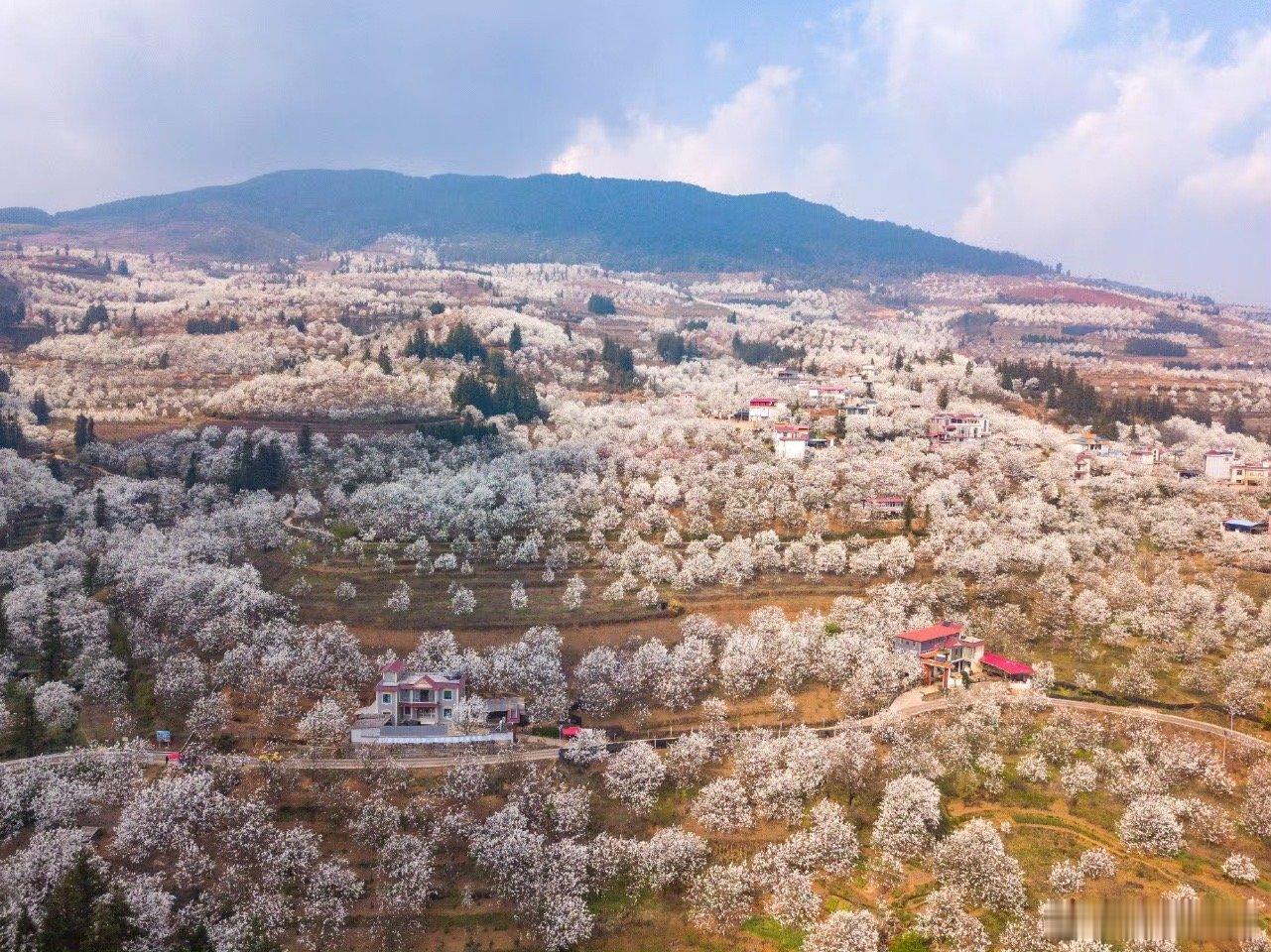 香约云南住在梨香花海里 太喜欢云南的春天了呀，其实我觉得在这里能够大家体会到了春