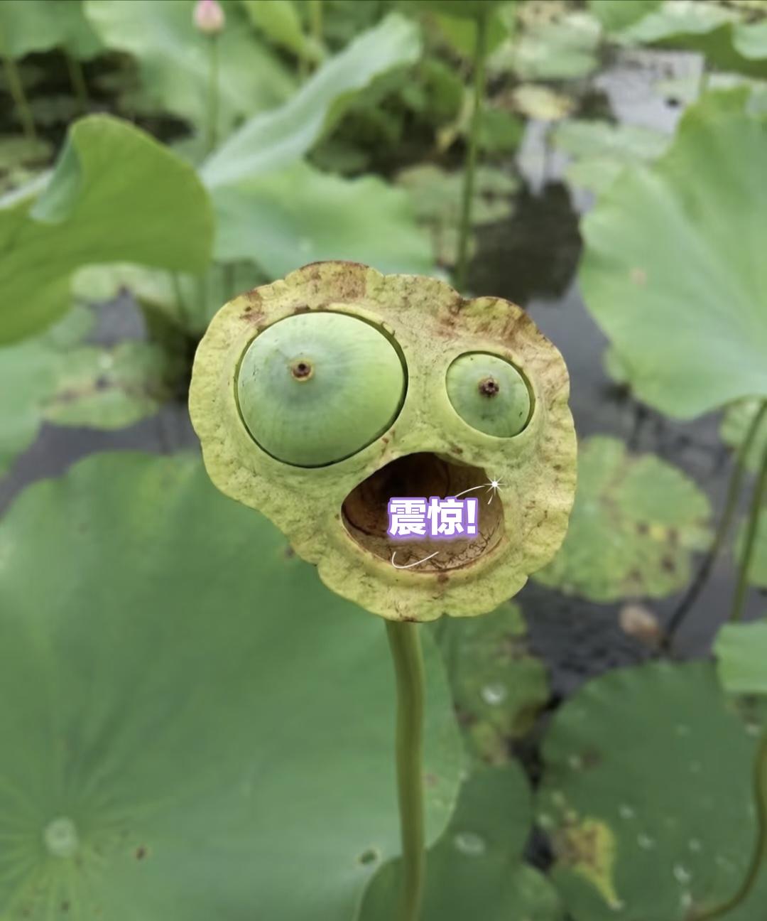 聊城植物四季花开:
🌸 春季：繁花似锦，水城苏醒
聊城的春天，是一场从3月持续