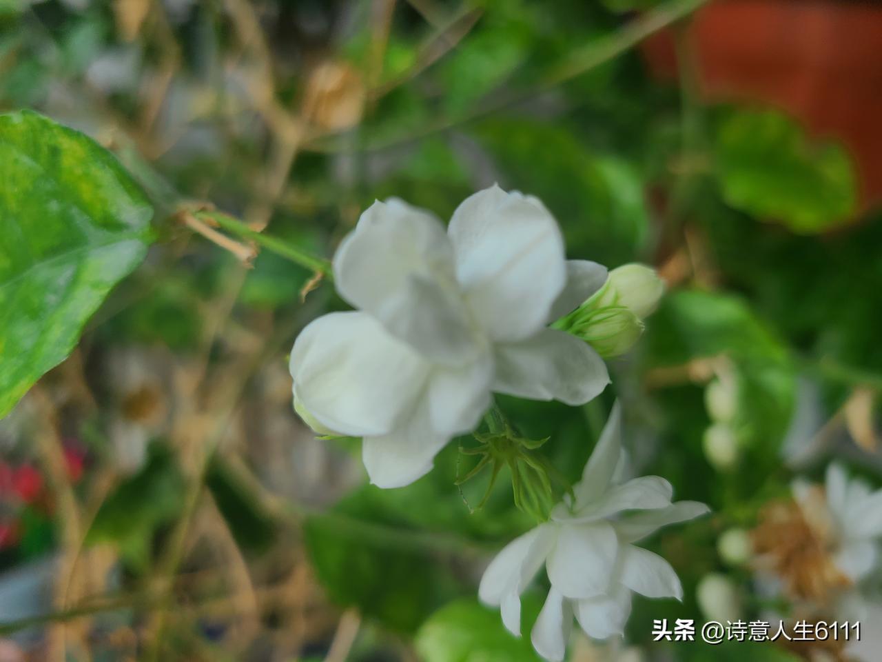 阳台上的茉莉花又开了，感觉这小花很勤奋，一直地开，香气浓郁，洁白无瑕，看到它，闻