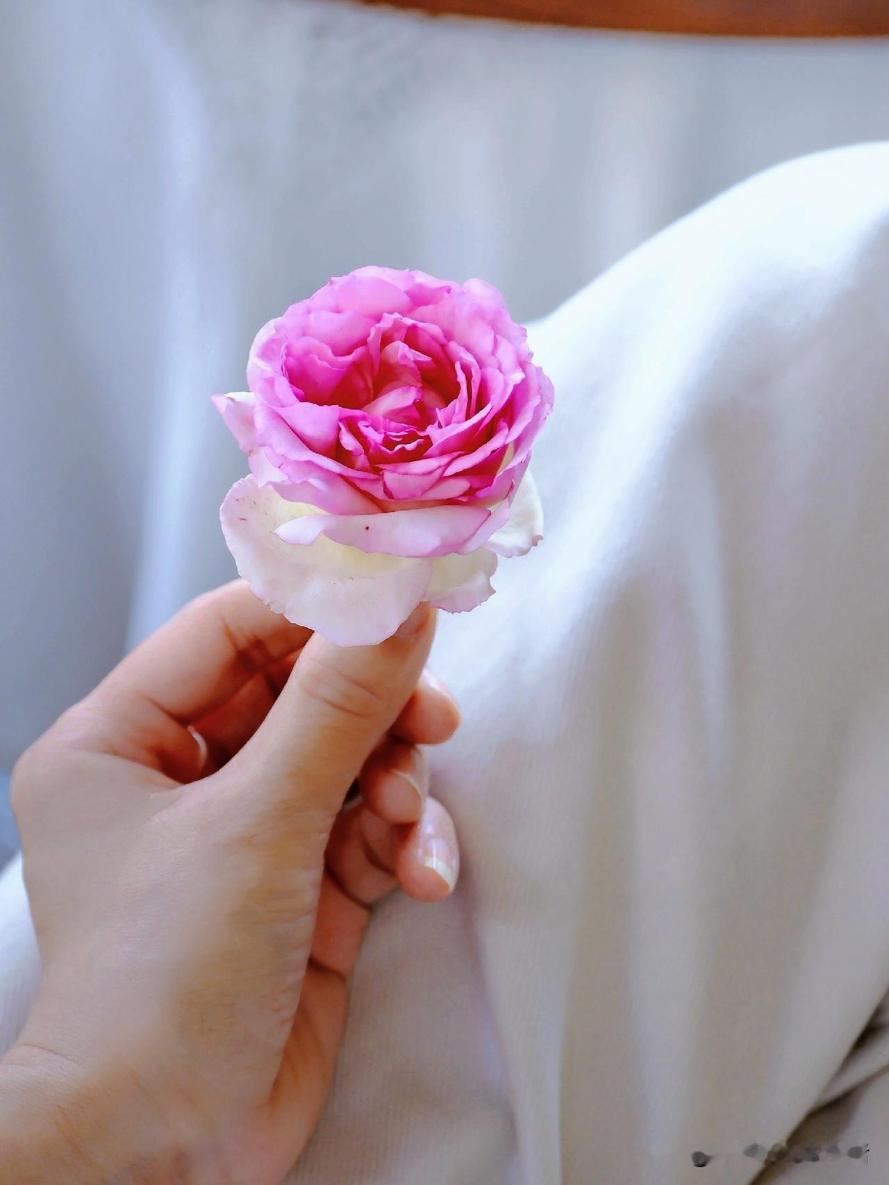 今年不再买芍药
任其芳华媚，迷了谁
遗落旧时将离泪
是相宜，相望醉
春风瓣瓣胭脂