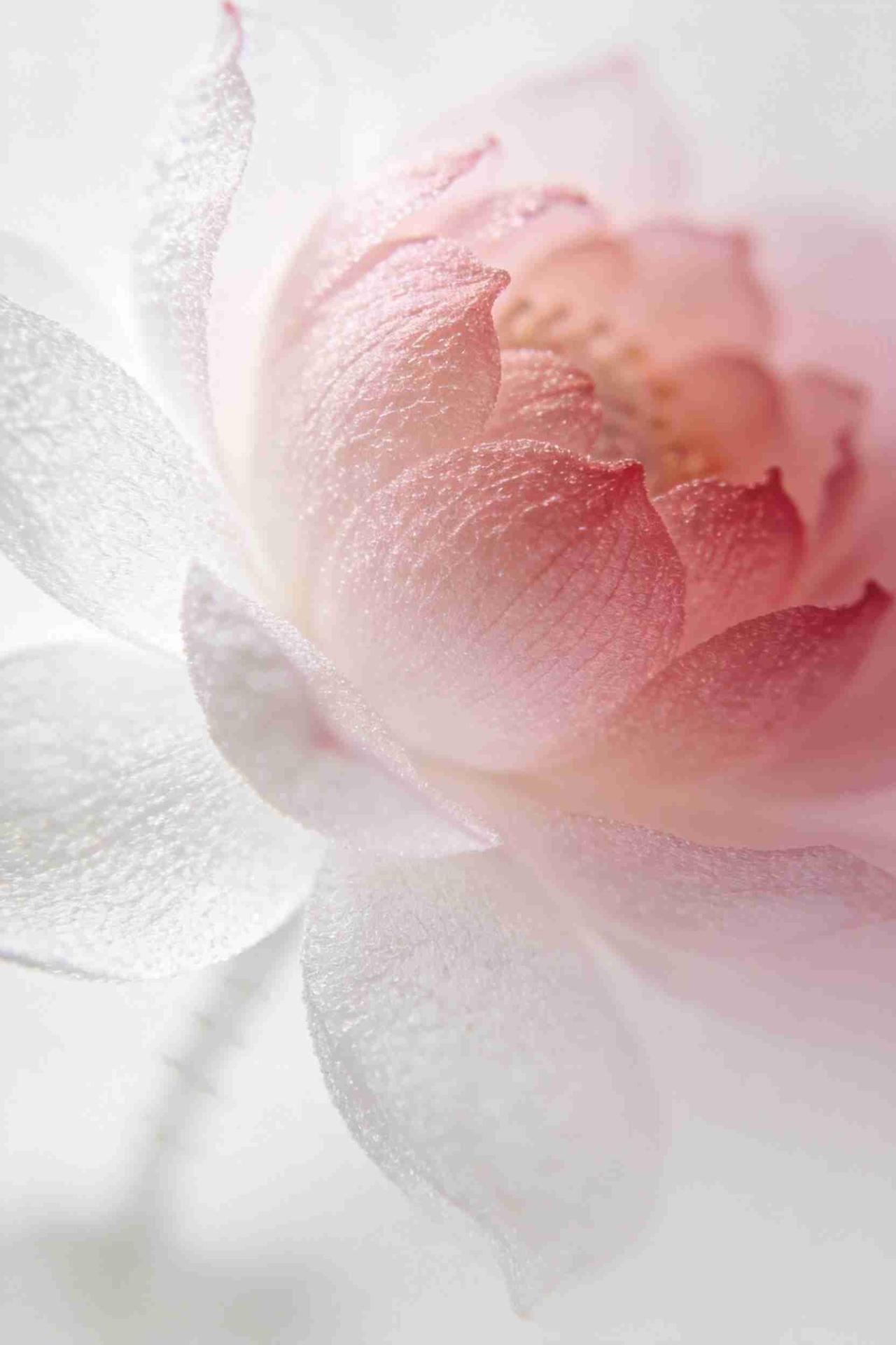 荷花头像｜可自取
带定位晒今日生活
我的今日状态：😁轻松愉快
我这里的天气：☀