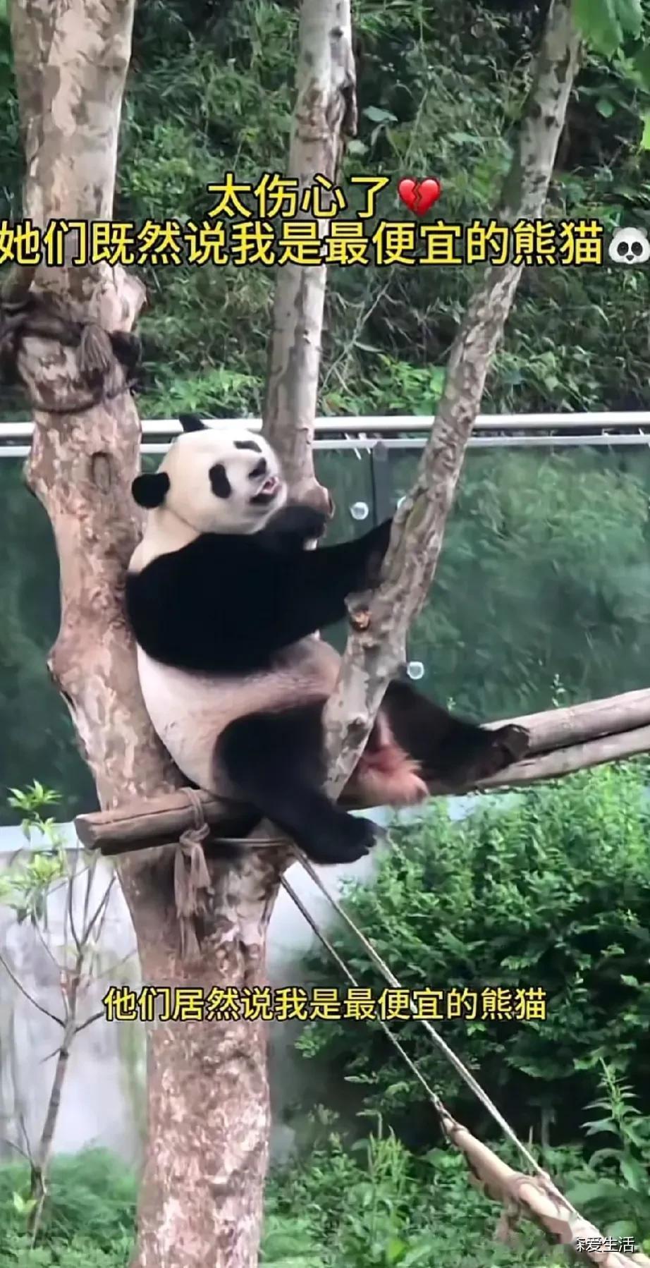 贵州动物园的门票多少钱，不知道，反正我哪里都没熊猫看。

离我最近的是宁波，雅戈