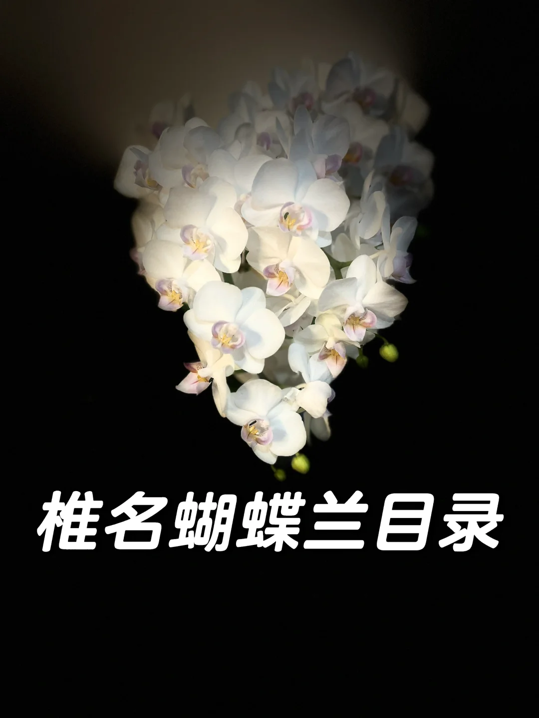 椎名蝴蝶兰目录