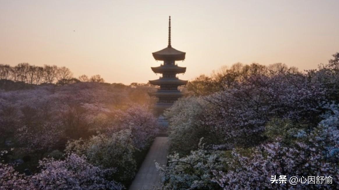 春风拂过武汉，樱花如云似霞，玉兰亭亭，郁金香热烈，整座城市被繁花拥裹成诗。漫步街
