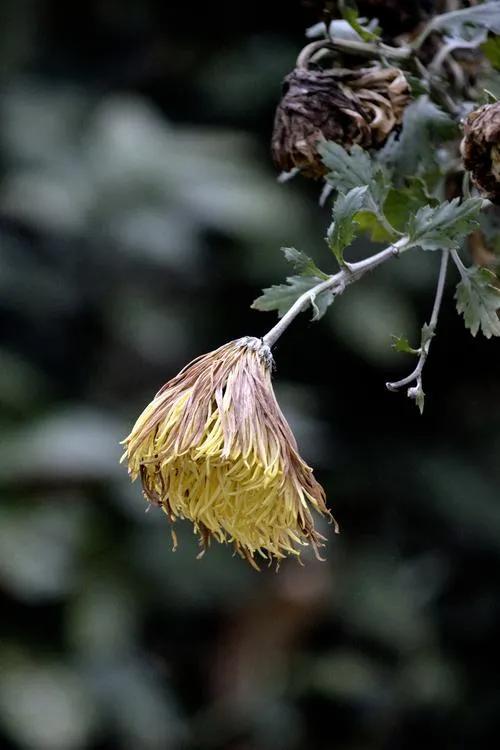 上联：菊败犹香，荷残抱愧唯听雨；
下联：诗友请[玫瑰][玫瑰]
#诗与画对联小组