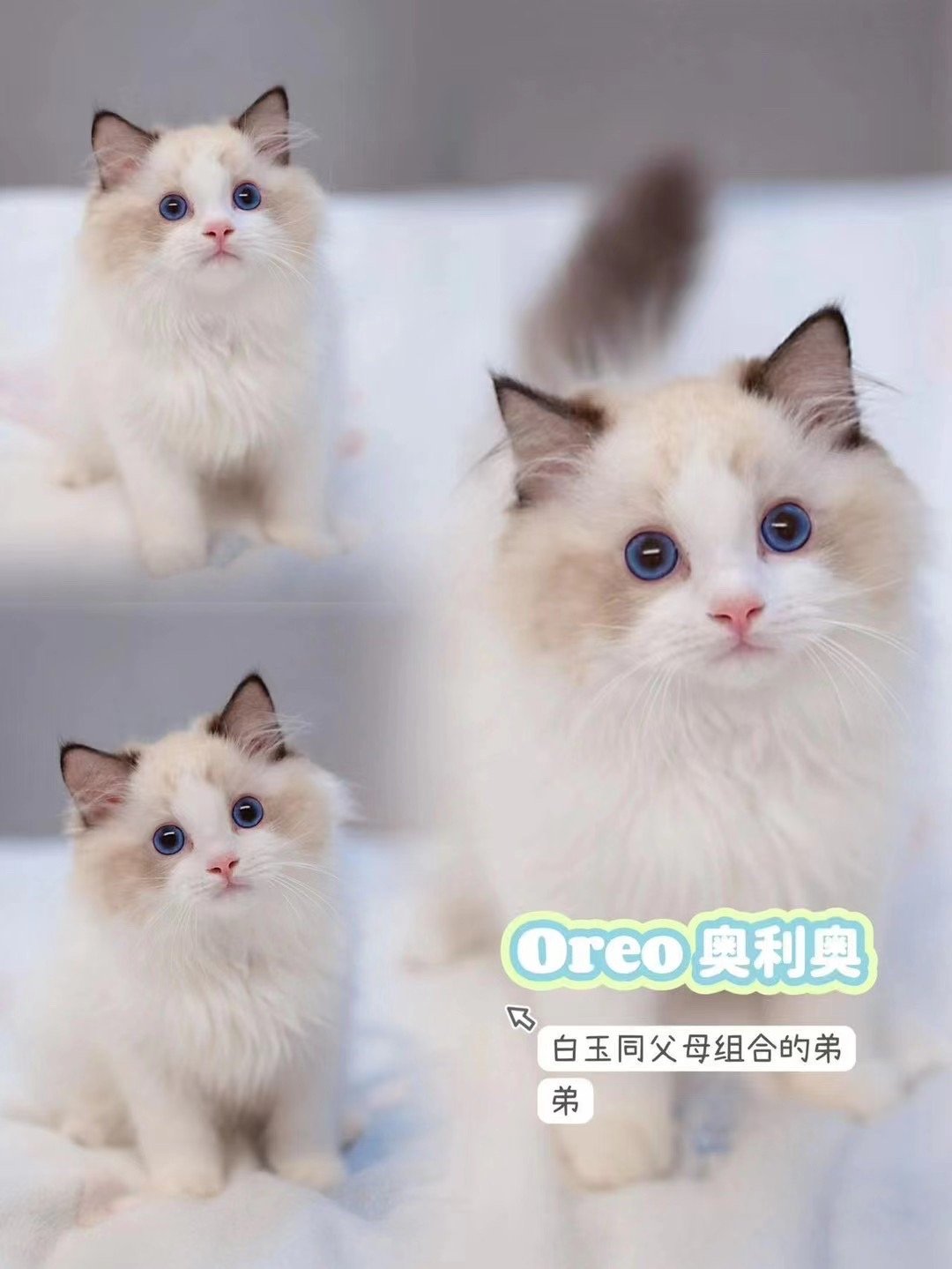 现猫找家：来自我家一个黄金组合的，有喜欢海豹双色弟弟的猫友看过来。这个繁育计划是