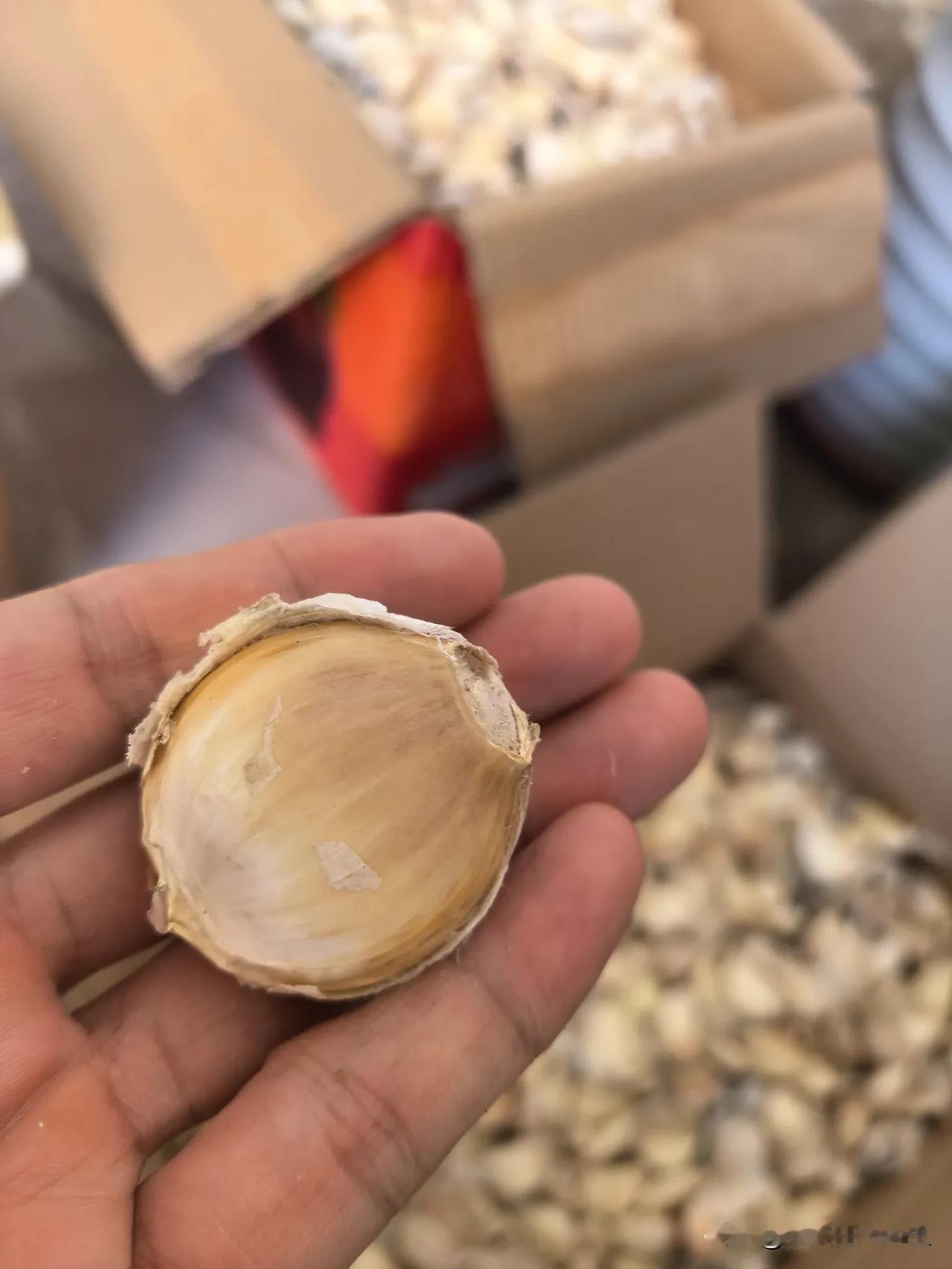 这两天，趁着不太忙，把家里的大蒜种手动剥开，掰成一瓣儿一瓣儿的——按大小等级分好
