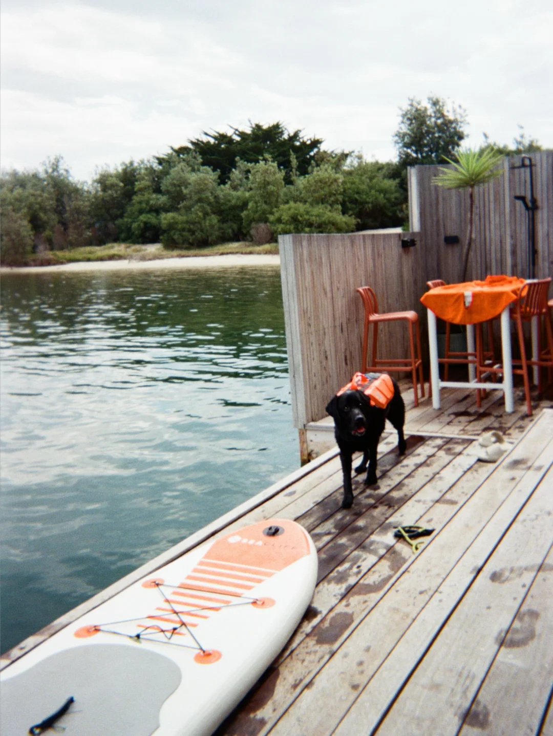 胶片相机里的小狗 📷