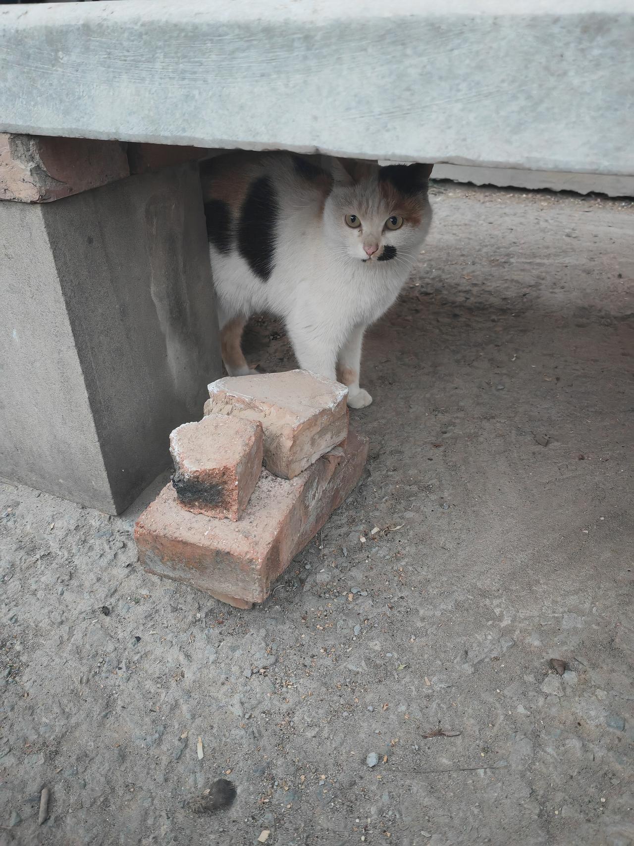 发张你手机里最美的夕阳照可以吗