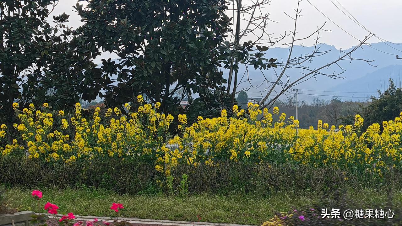 春天就是要出来摘野菜。彭州葛仙山打野，我们这儿叫这个为勺菜。