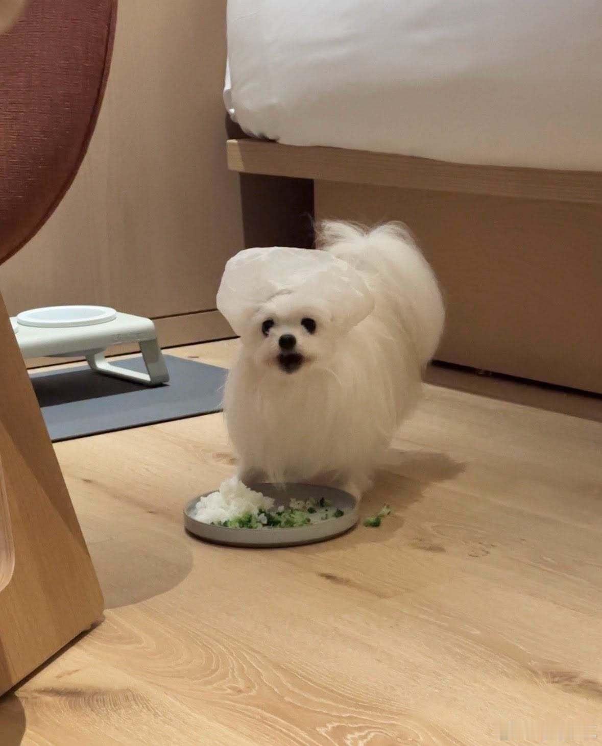 狗狗在吃饭的时候总会把饭粘得全身都是，所以就给它装备上了浴帽…… ​​​