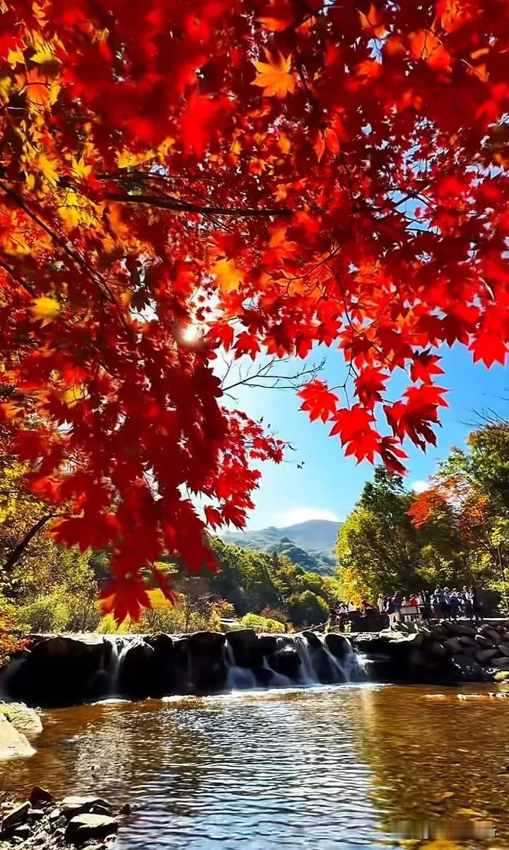 枫叶如火#一张图分享秋日风光##秋天景色分享# #分享秋季美景#