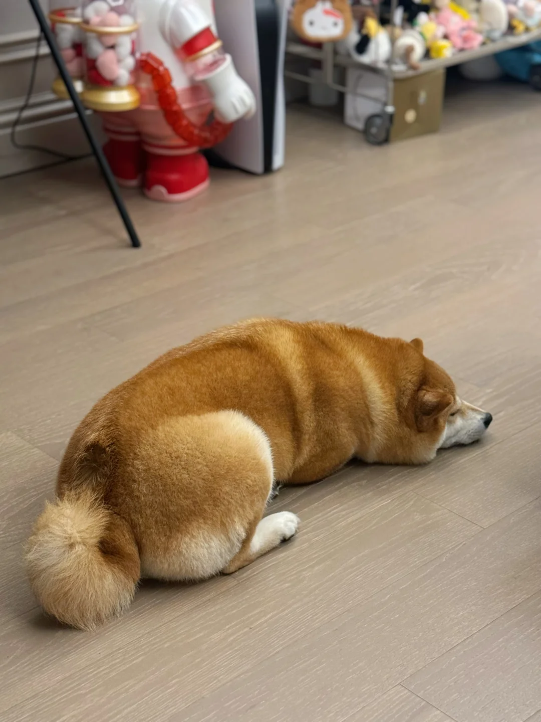 吐司的屁股上怎么会有个坑🕳️🤔