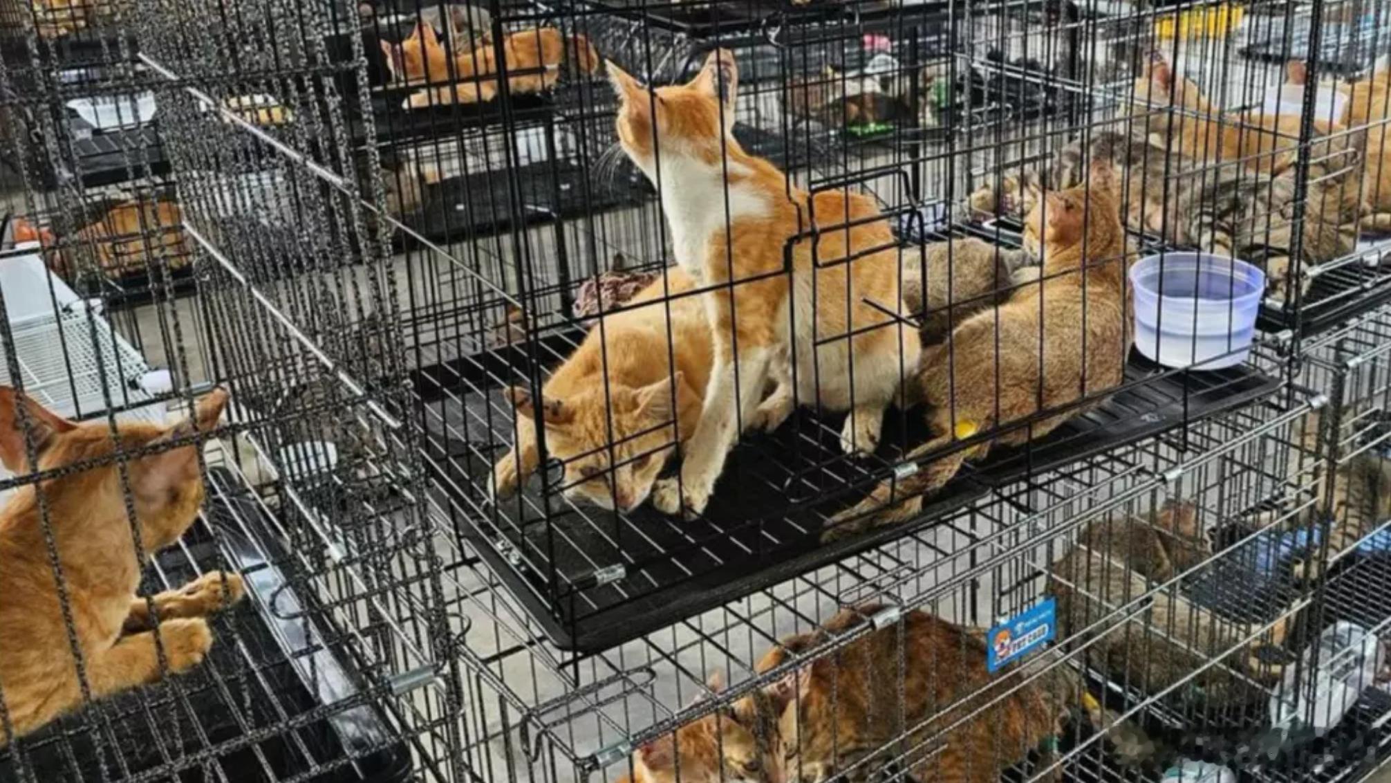 越南警方破获偷猫犯罪团伙 解救数百只猫9人被捕海外新鲜事 一家动物保护组织周二表