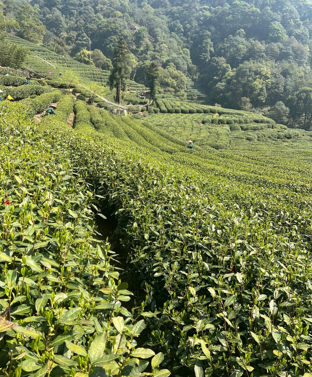 最近六万一斤明前龙井的新闻
在互联网上吵的沸沸扬扬
大致意思是在龙井核心产区
明