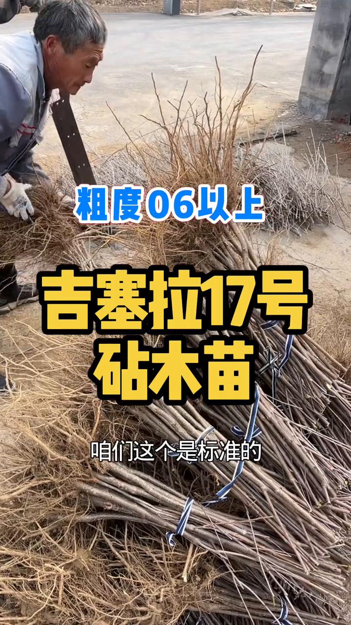 大家在选择樱桃枕木的时候，千万不要再买劣质的大樱桃砧木苗。这个是标准的脱毒一代的