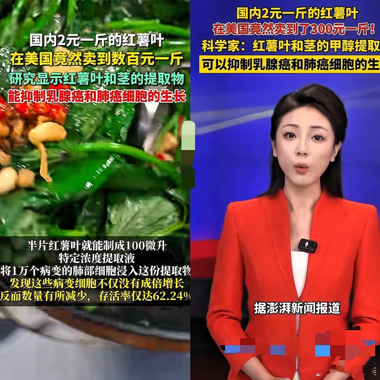 麻烦了，​这以后红薯叶，​国内怕也是要涨价了！有报道称，​国内才卖2元一斤的红薯