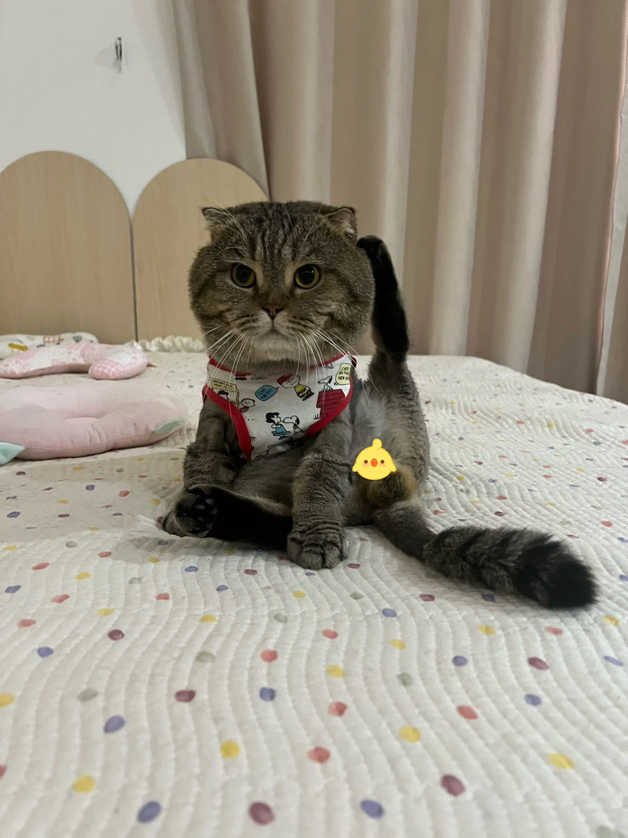 喂～莫西莫西。