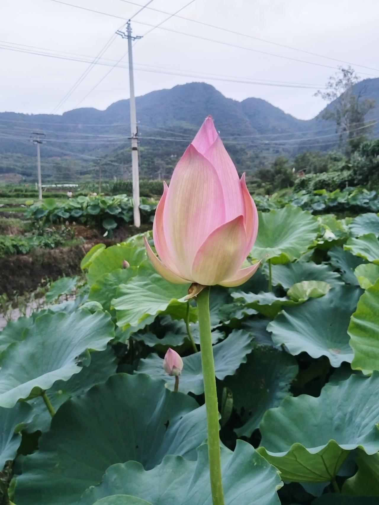 美丽的荷花